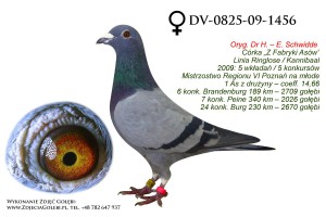 DV-0825-09-1456