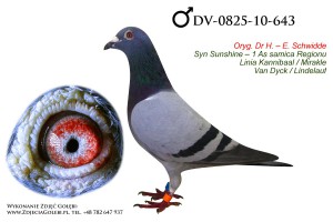 DV-0825-10-643