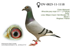 DV-0825-11-1118z