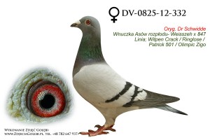 DV-0825-12-332