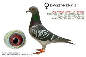 DV-2274-13-793